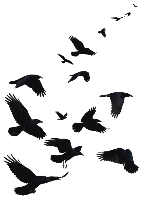 Ascending crows flock left