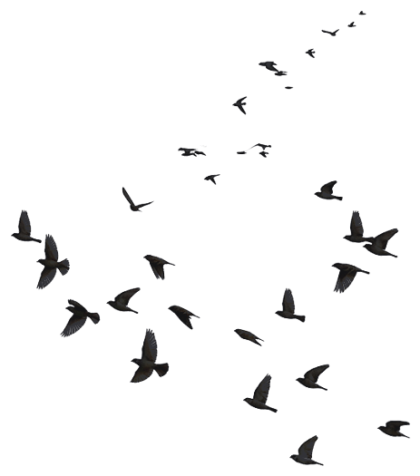 Soaring birds flock right